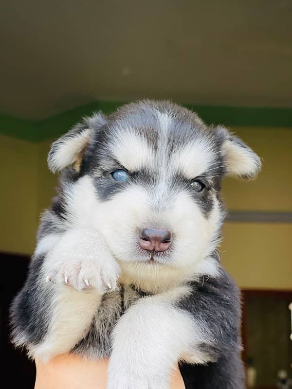 husky puppies 1