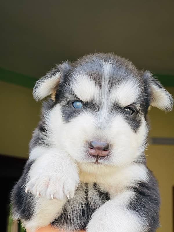 husky puppies 2