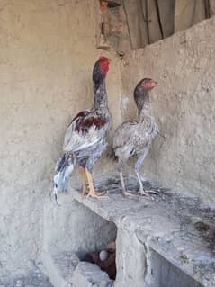 Aseel Pair For Sale