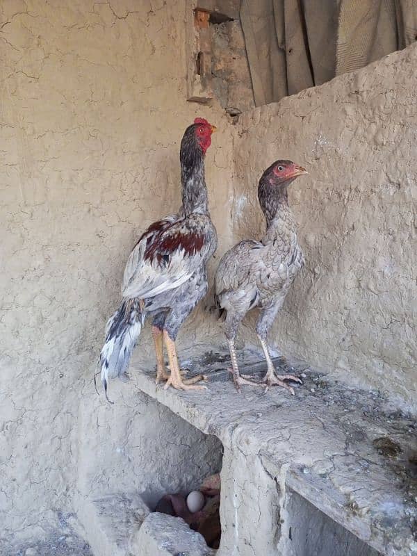 Aseel Pair For Sale 1