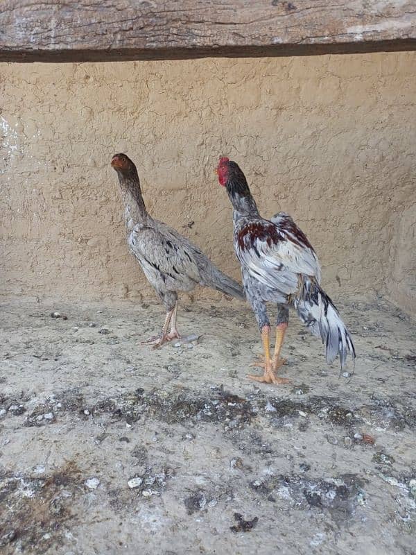 Aseel Pair For Sale 2