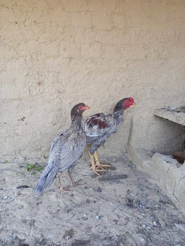 Aseel Pair For Sale 3