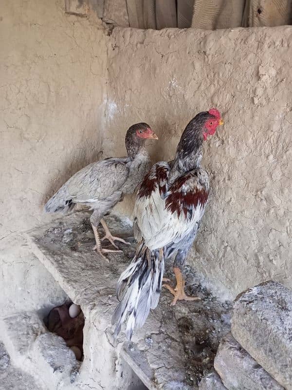 Aseel Pair For Sale 6