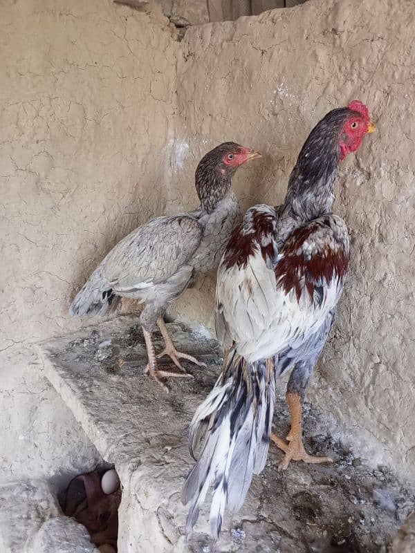 Aseel Pair For Sale 7