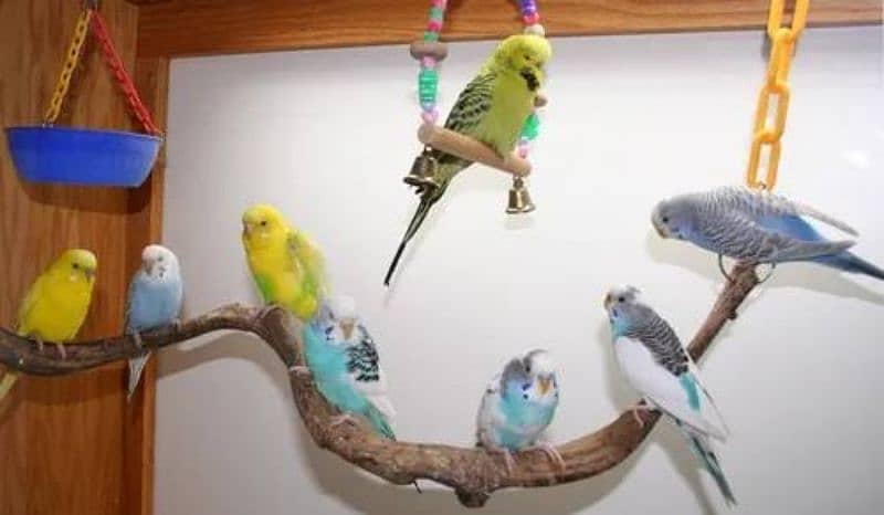 3 budgies pairs 1