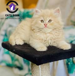 Quality Fawn triple coated Persian kitten