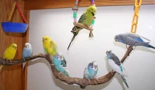 budgies