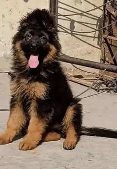 German Shepherd puppies 03258925354 only WhatsApp