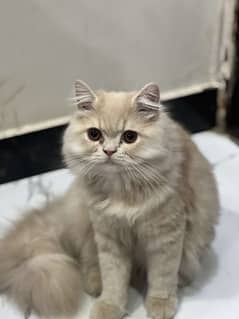 beautiful and playfull punch female kitten. Tripple coat Fluffy Fur .