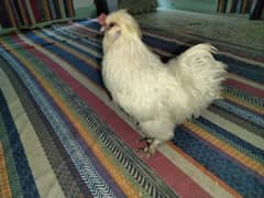 silkie breed male