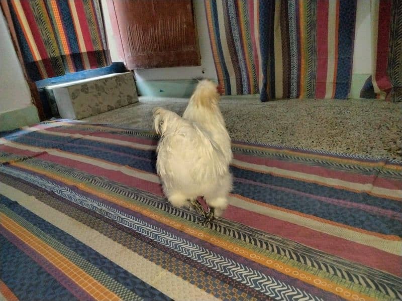 silkie breed male 1