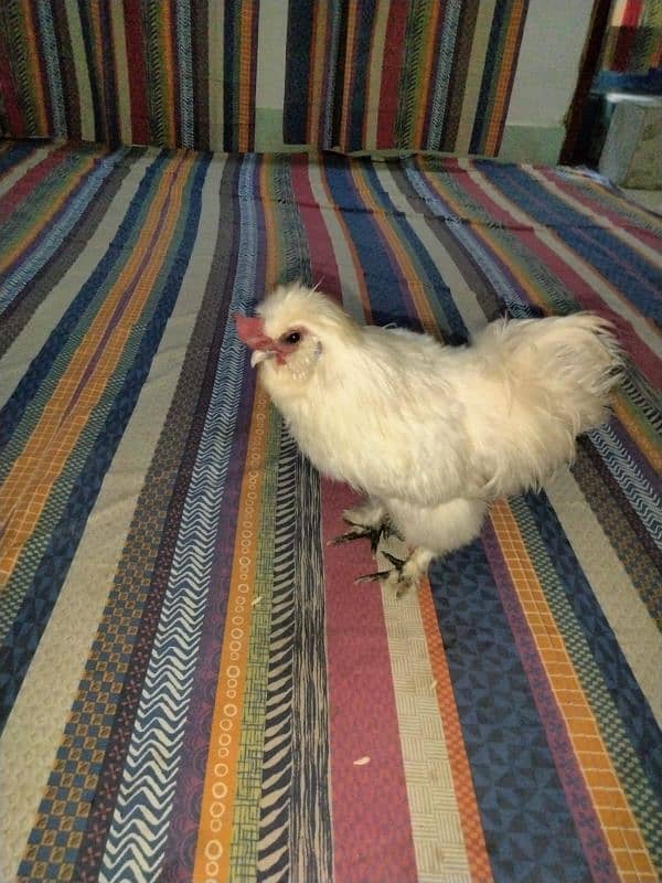 silkie breed male 2