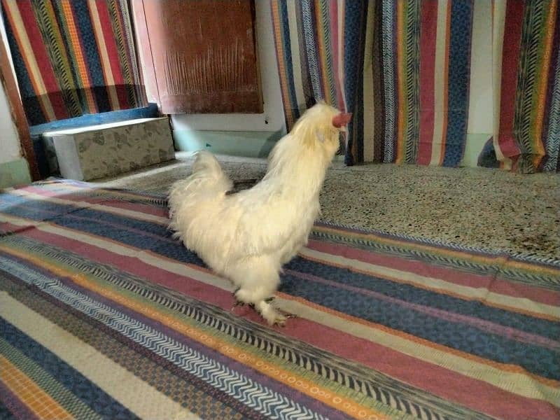 silkie breed male 3