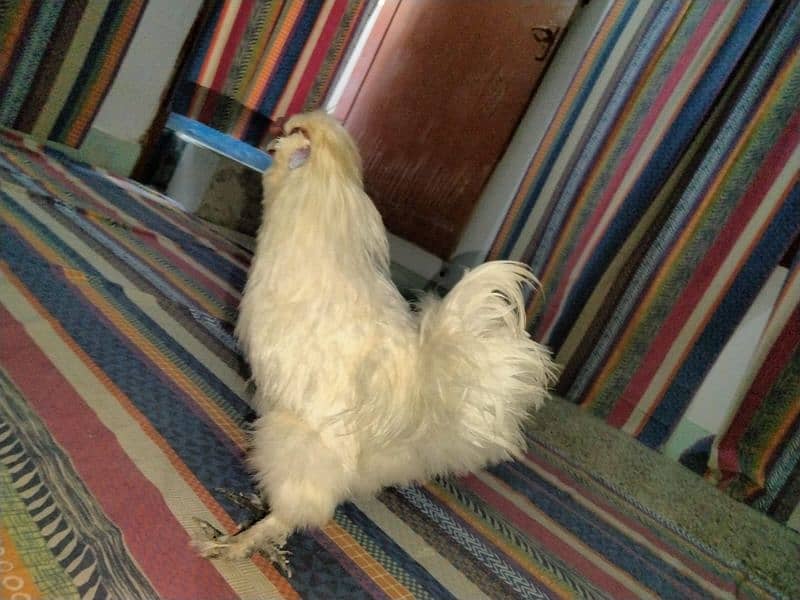 silkie breed male 4