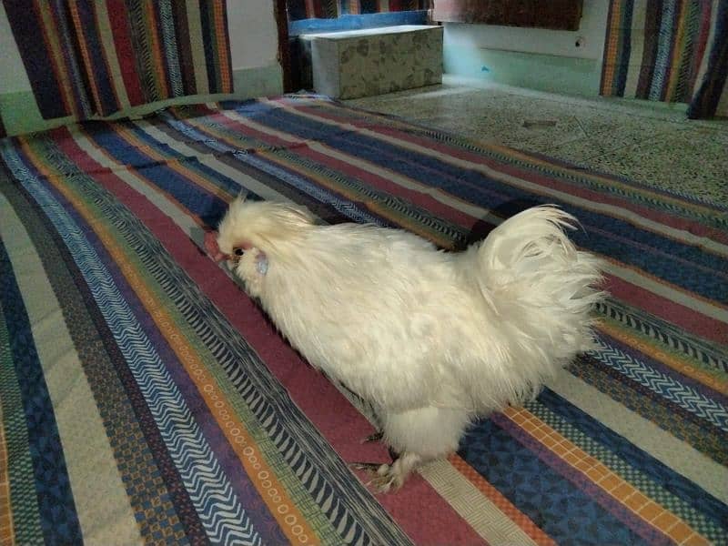 silkie breed male 5