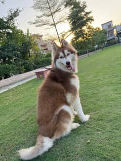 Beautiful Top Class  Siberian Husky female available for sale.