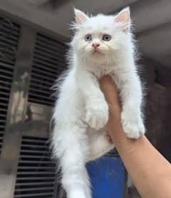 Persian cat vaccination clear for urgent sale my number 0348/4580/261 0