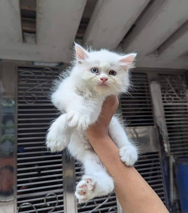 Persian cat vaccination clear for urgent sale my number 0348/4580/261 1