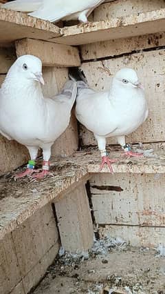 kalduma pair Patti wale pair