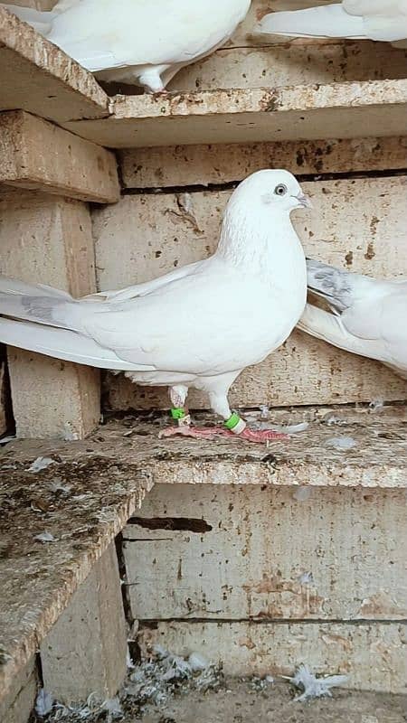 kalduma pair Patti wale pair 1