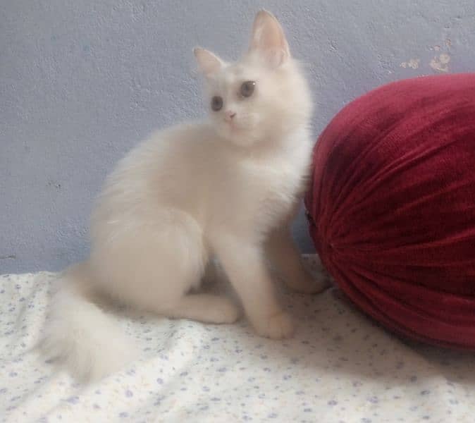 persian cat sargodha 0