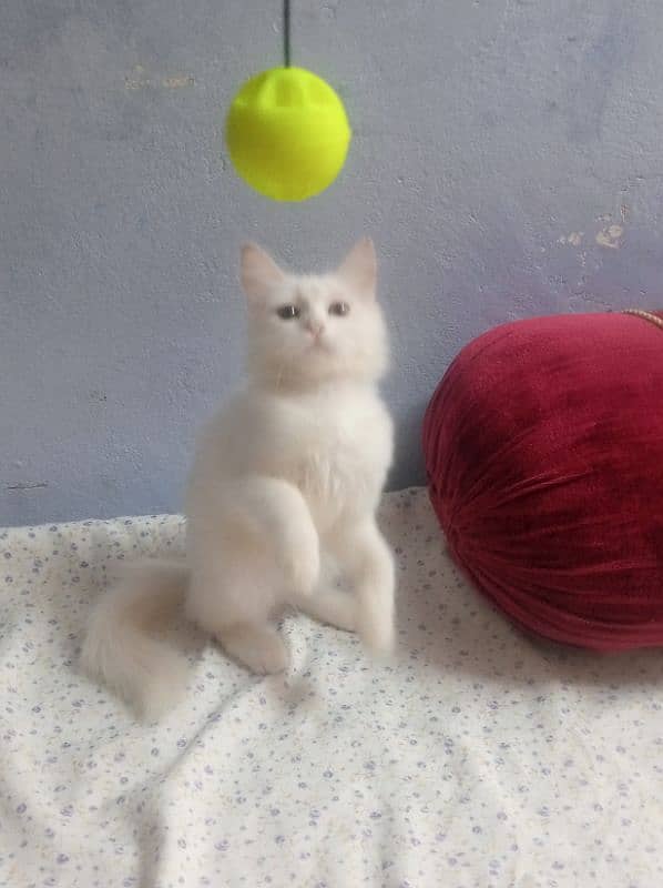 persian cat sargodha 1