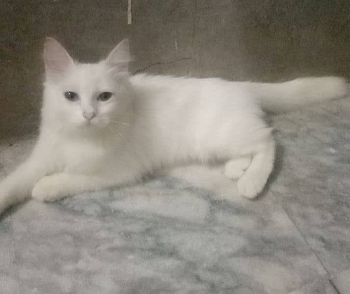 persian cat sargodha 2