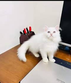 Persian cat age 90 Din vaccination clear for urgent sale 0348/4580/261