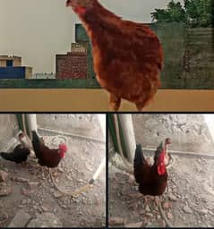 Hen