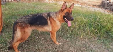 German shepherd female