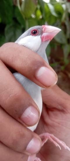 Australian breeder pair and silver java