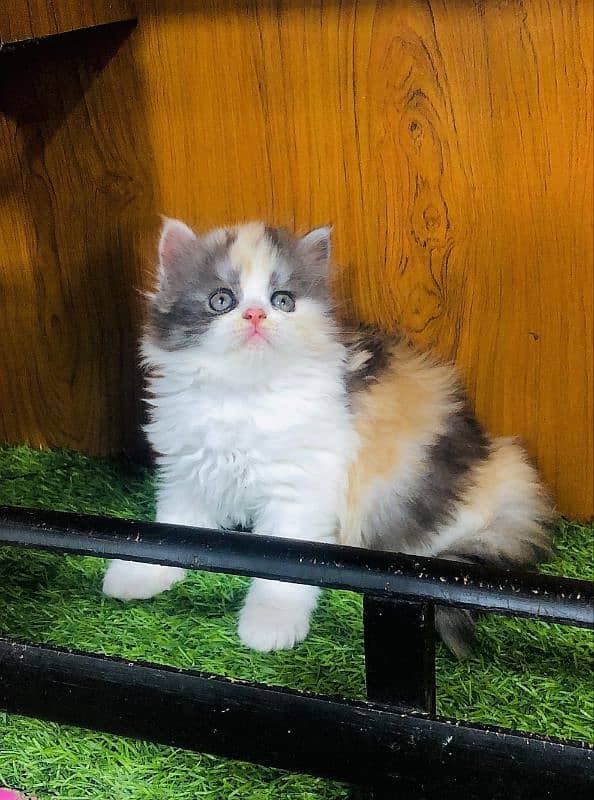 Persian Punch face triple coat cat Kitten 9