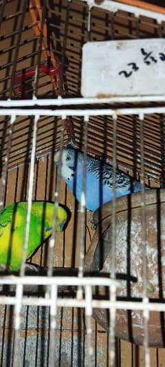 budgies 3 piece male age 3 years plus active and healthy