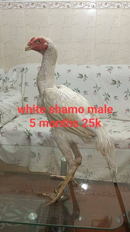 shamo white and black chicks 2