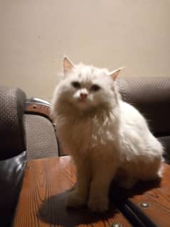 white Persian Cat