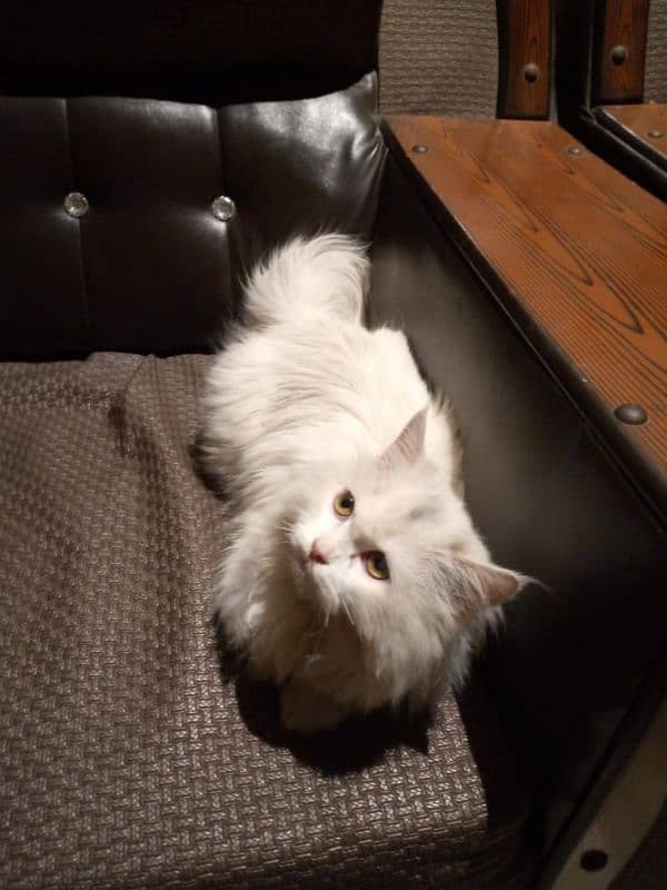 white Persian Cat 1