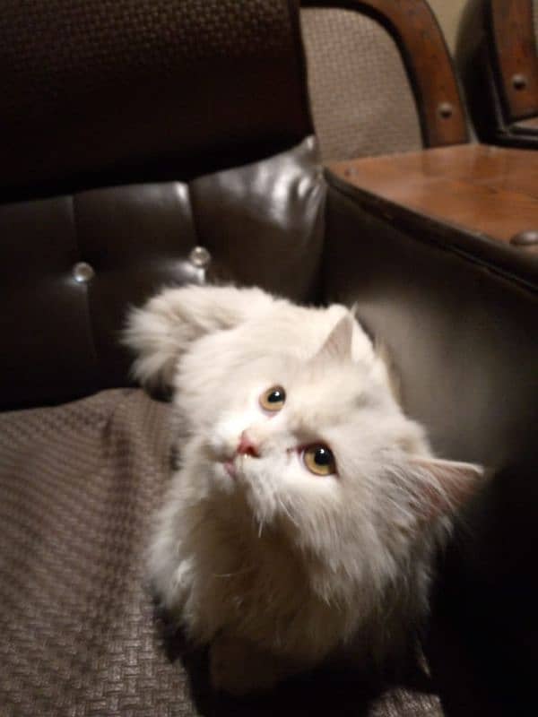 white Persian Cat 2