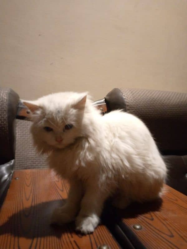 white Persian Cat 3