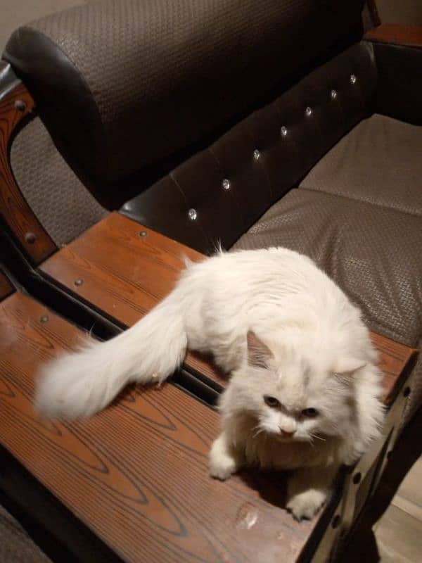 white Persian Cat 4