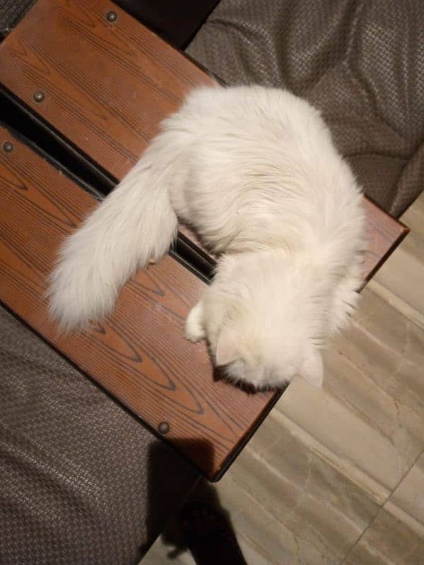 white Persian Cat 5