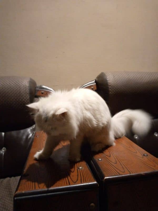 white Persian Cat 6