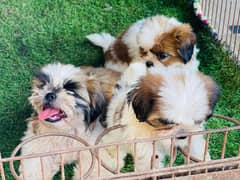 High Quality Shihtzu Puppies