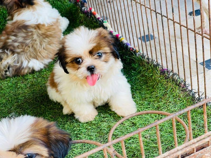 High Quality Shihtzu Puppies 2