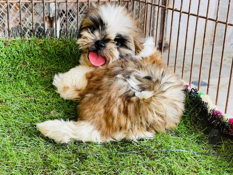 High Quality Shihtzu Puppies 3