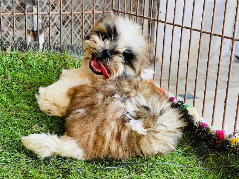 High Quality Shihtzu Puppies 4