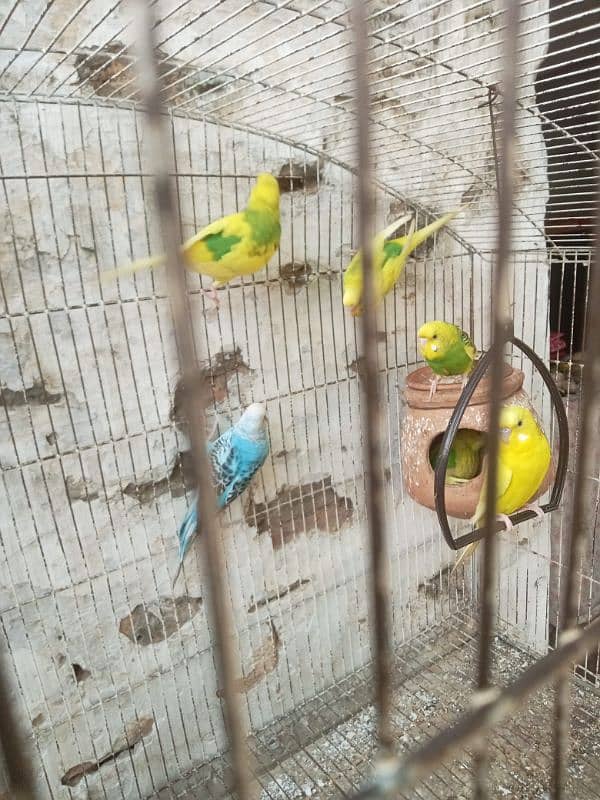 budgies 0