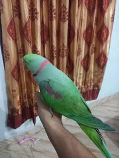 parrot urgent sale 0