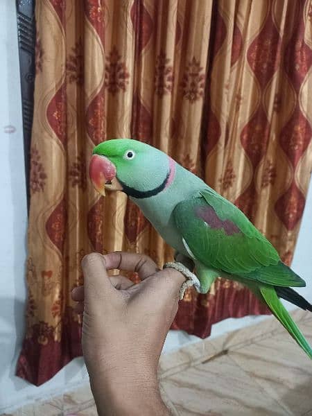 parrot urgent sale 1