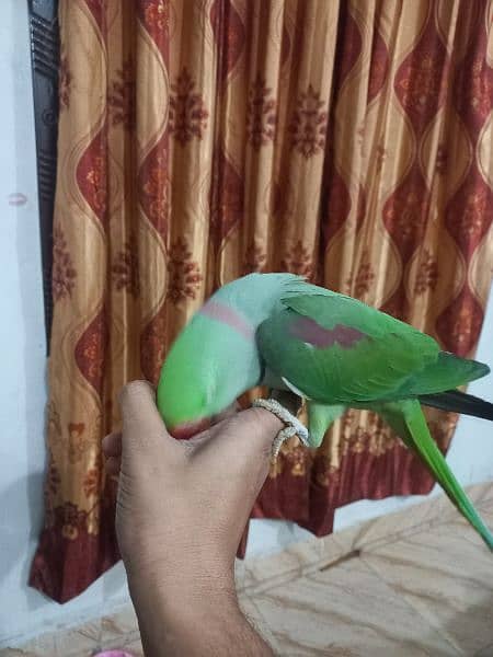 parrot urgent sale 2