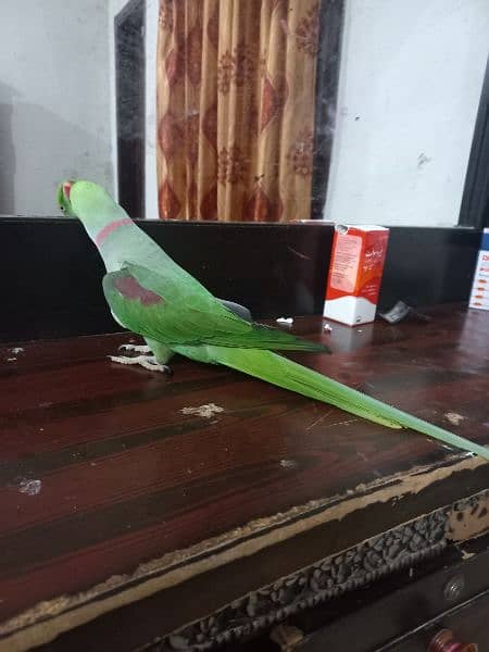 parrot urgent sale 3